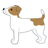  Jack Russell Terrier