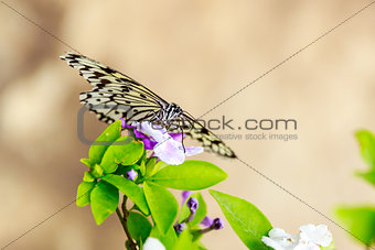 Butterfly Feeding on Flower