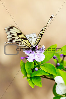 Butterfly Feeding on Flower