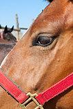 Horse head close-up