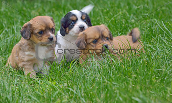 pekingese puppy dogs