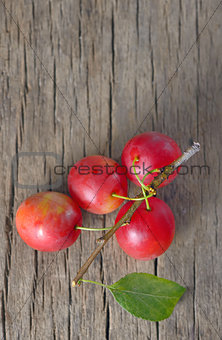 cherry-plum 