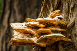 Big mushroom on tree