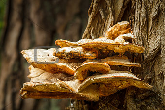 Big mushroom on tree