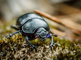 Forest beetle macro