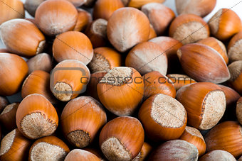 Fresh cropped hazelnuts as food background