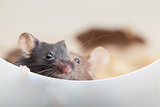 Two curious mouses