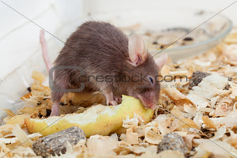 Mouse eats peace of apple