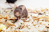 Brown mouse sawdust