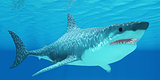 Great White Shark Undersea
