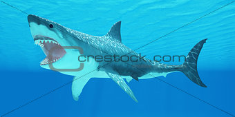 Great White Shark Underwater