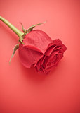 Red Rose Bud