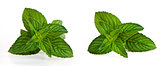 Mentha (also known as mint)