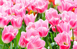 Beautiful pink tulips closeup.