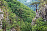 Tasnei Gorge, Romania
