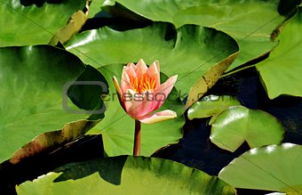 peach glow water lily with green leaves swimming in a pond