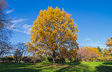 Oak tree in a park in October.
