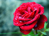 rose after rain