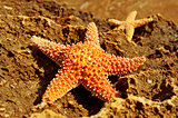 starfishes on a rock
