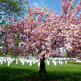 Arlington Cemetery Sakura tree 