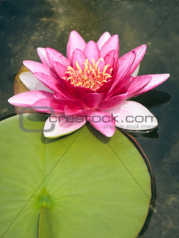 pink Nymphaea