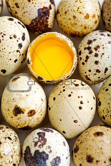 Colorful quail eggs.