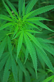 macro shot of living bush of cannabis