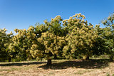 Chestnut tree blossom