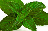 Mentha (also known as mint)