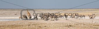 Giraffe, Springbok, Oryx and zebras