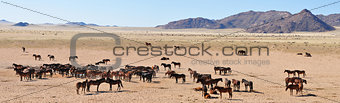 Wild horses of the namib panorama