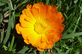 Marigold - Health from nature