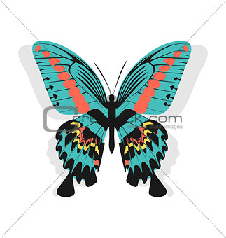 Vintage single colorful butterfly isolated on white background w