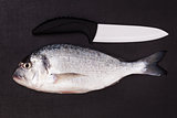 Sea bream with ceramic knife isolated. Top view.