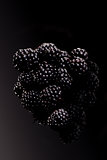 Blackberries on black isolated.