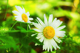 Spring daisy - Stock Image