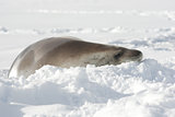 Resting crabeater seal.