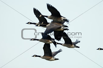 Flock of  Canada Geese