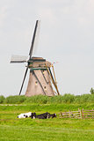 Cows and windmill
