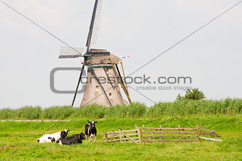Cows and windmill