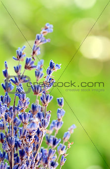 Lavender herb 