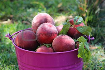 Peaches in a bucket