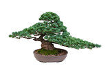 japanese white pine bonsai tree isolated 