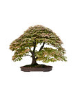 japanese maple acer bonsai tree isolated 