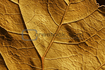Autumn leaf cell structure and veins