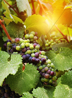 Wine grapes in vineyard