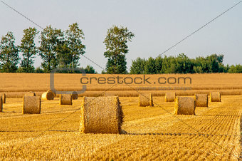 Round straw bales in harvested fields and blue sky