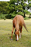 Chestnut pony grazes in the New Forest