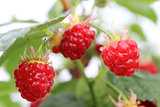 Growing raspberry in hydroponic plantation 