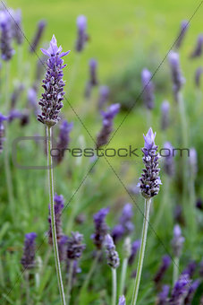 Lavandula dentata is a species of lavender,